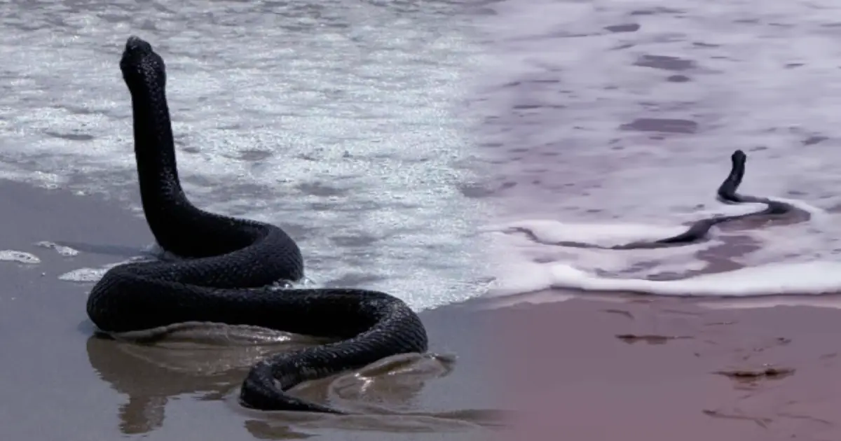 black-king-cobra-beach-video-viral