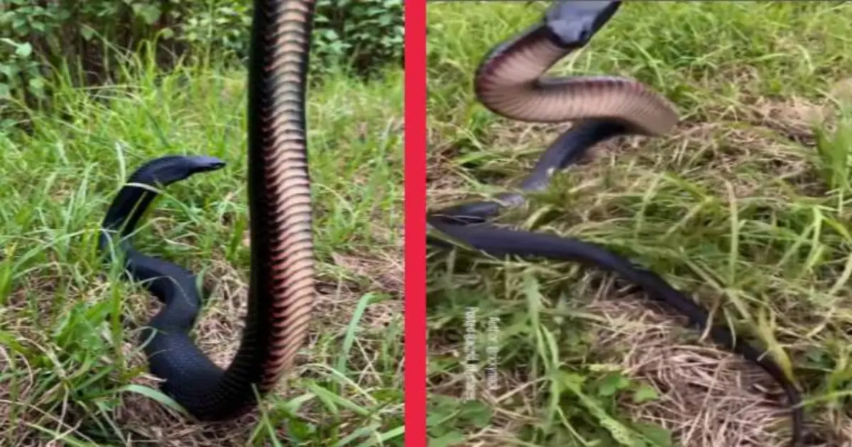 red-bellied-black-snake-australia-viral-video