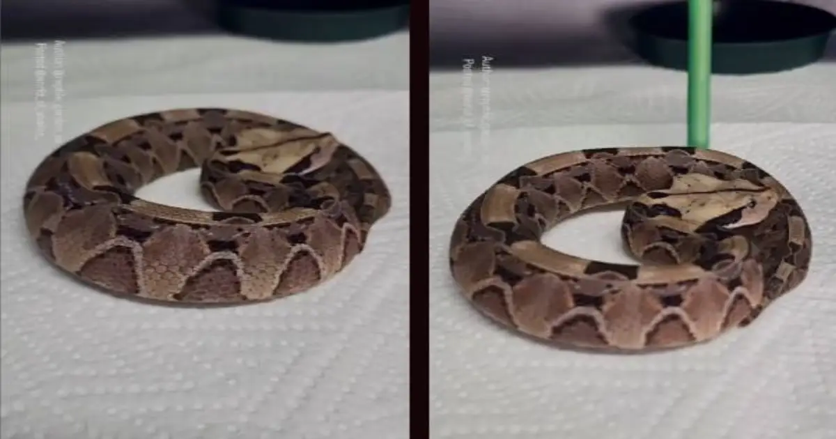 gaboon-viper-attack-video-goes-viral