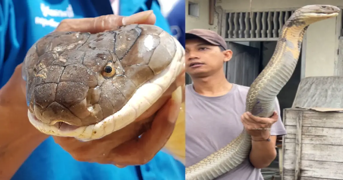 giant-king-cobra-goes-viral-like-anaconda