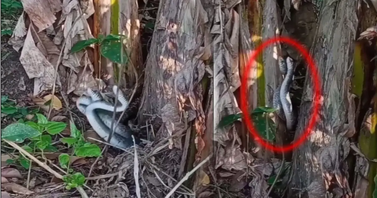 snake-dance-in-banana-field