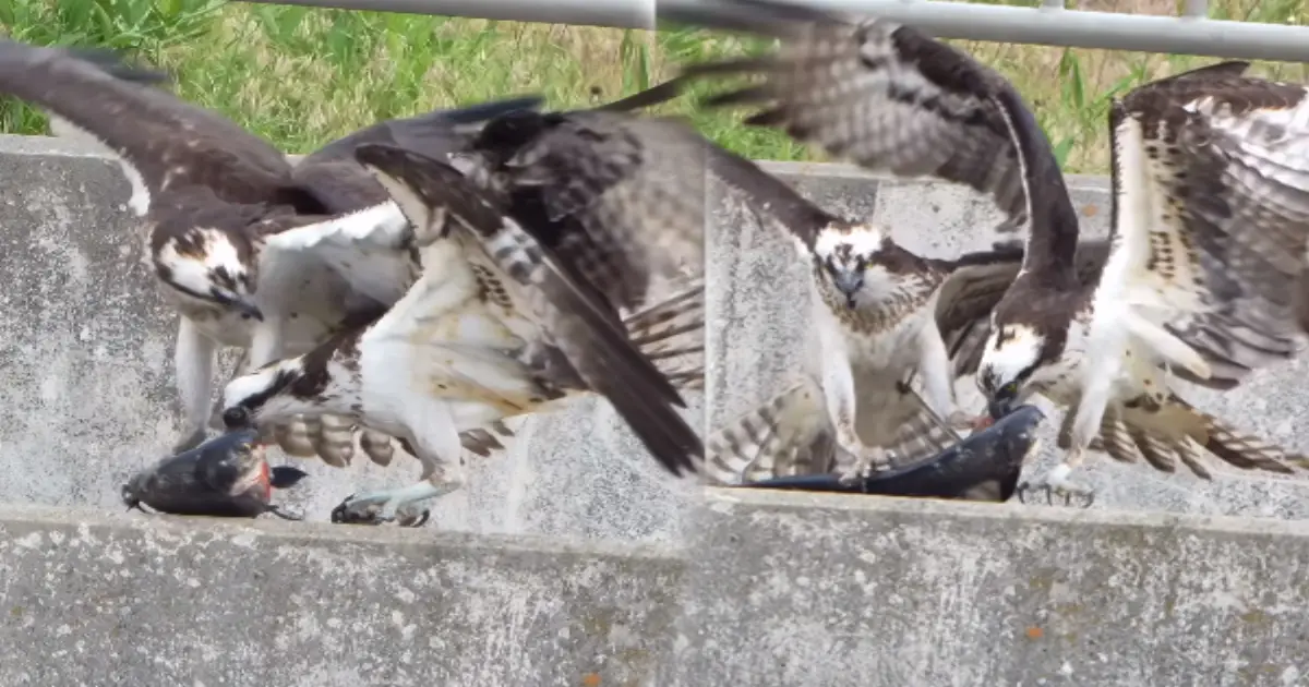 eagle-fight-for-fish-hunting-scene