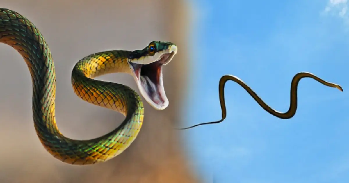 flying-snakes-facts-asia-india