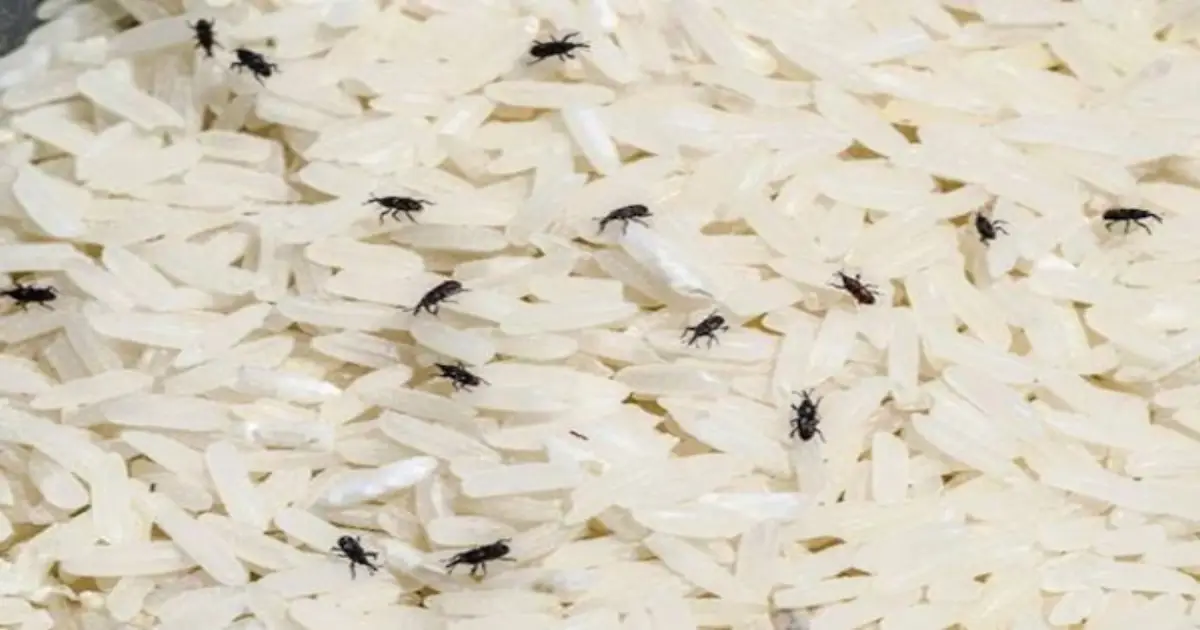 how-to-protect-rice-dal-from-insects-rainy-season