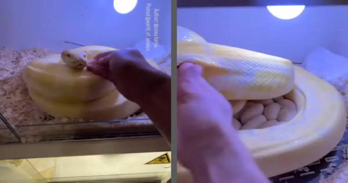 burmese-python-attacks-to-protect-eggs-viral-video
