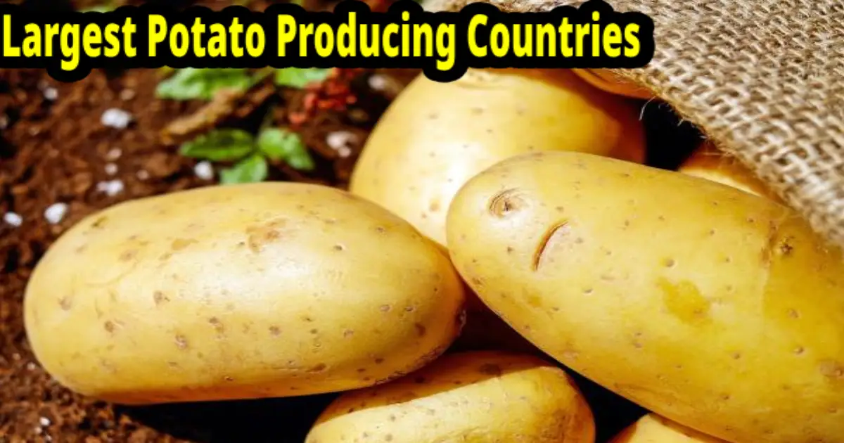 top-potato-producing-country-china