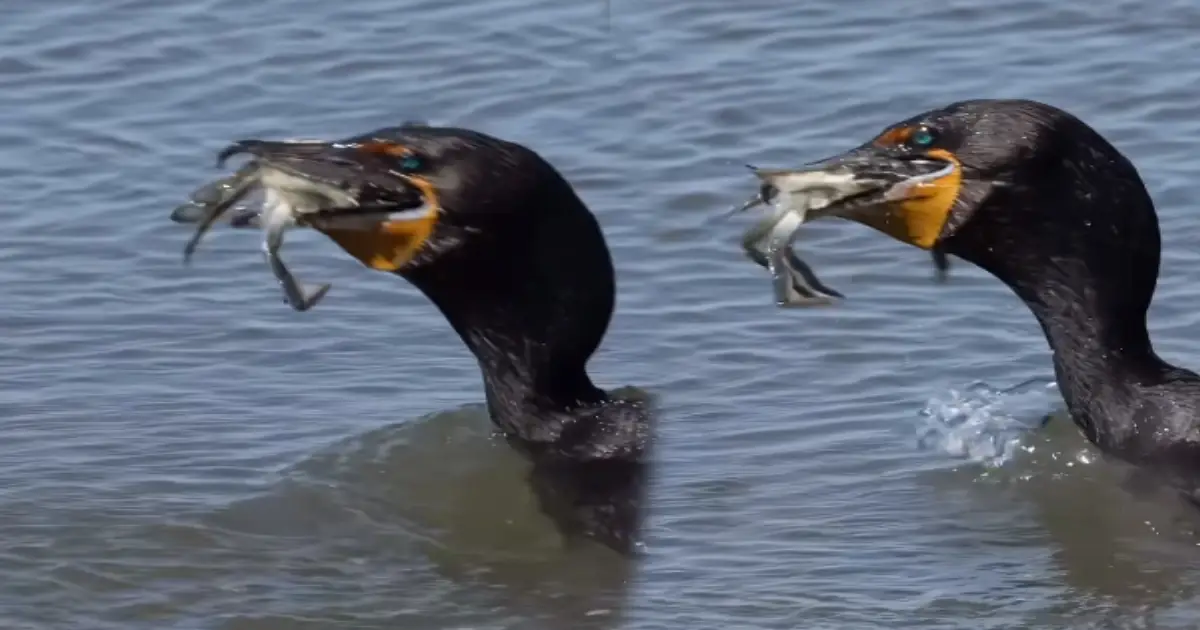 black-gull-crab-hunting-video