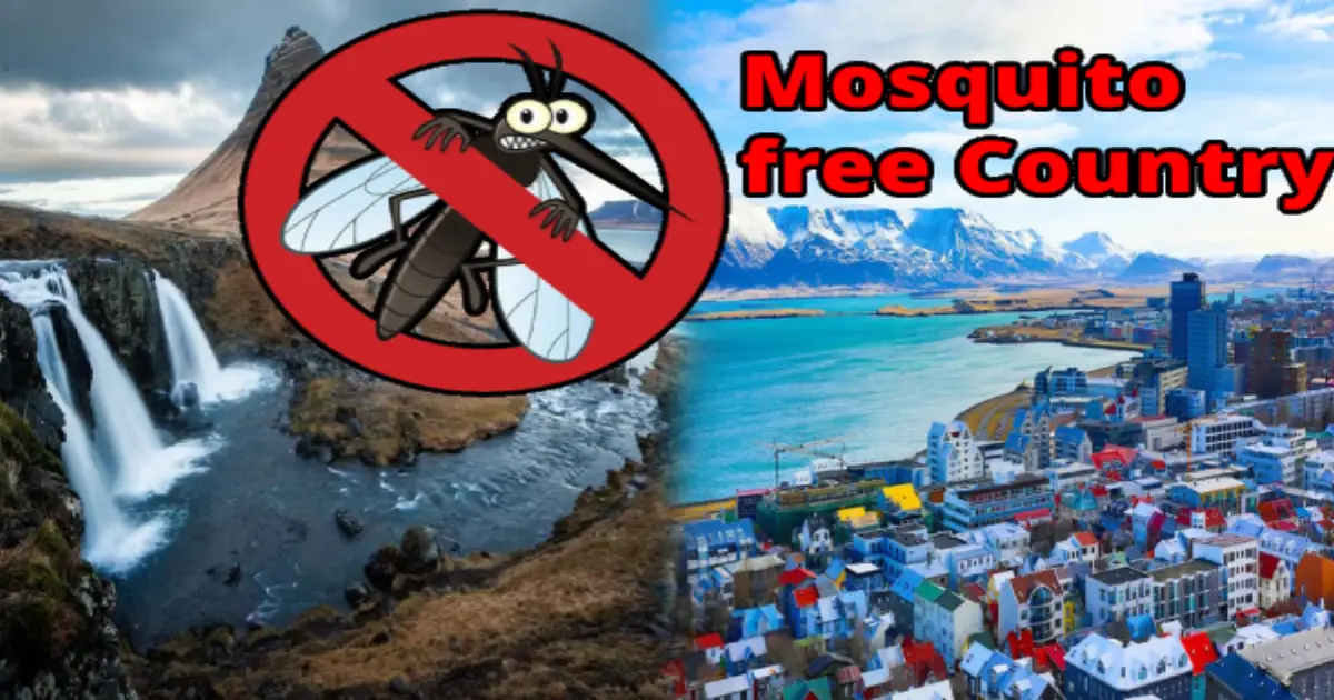 why-iceland-has-no-mosquitoes