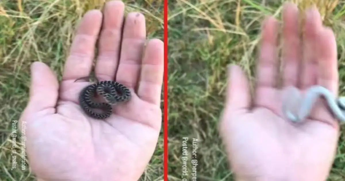 egg-eater-snake-self-defense-video