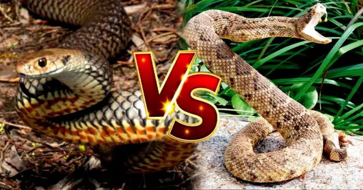 deadly-russell-viper-facts