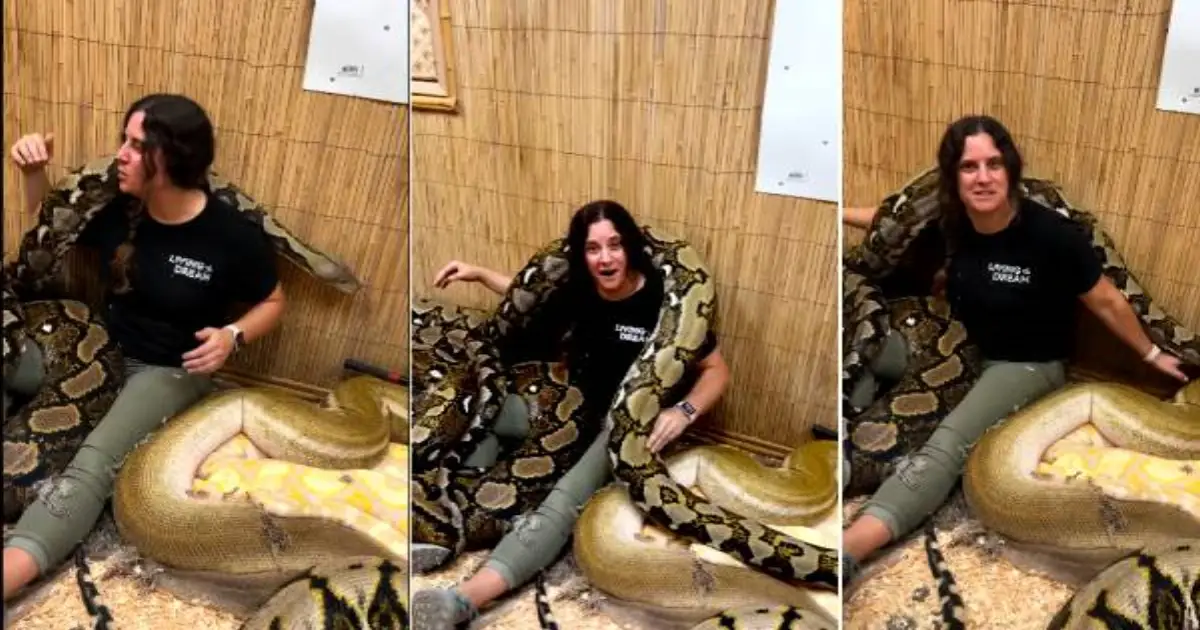 woman-sits-among-27-feet-pythons-video-viral