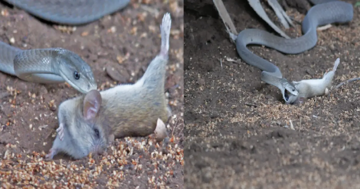 black-mamba-swallows-rat-video