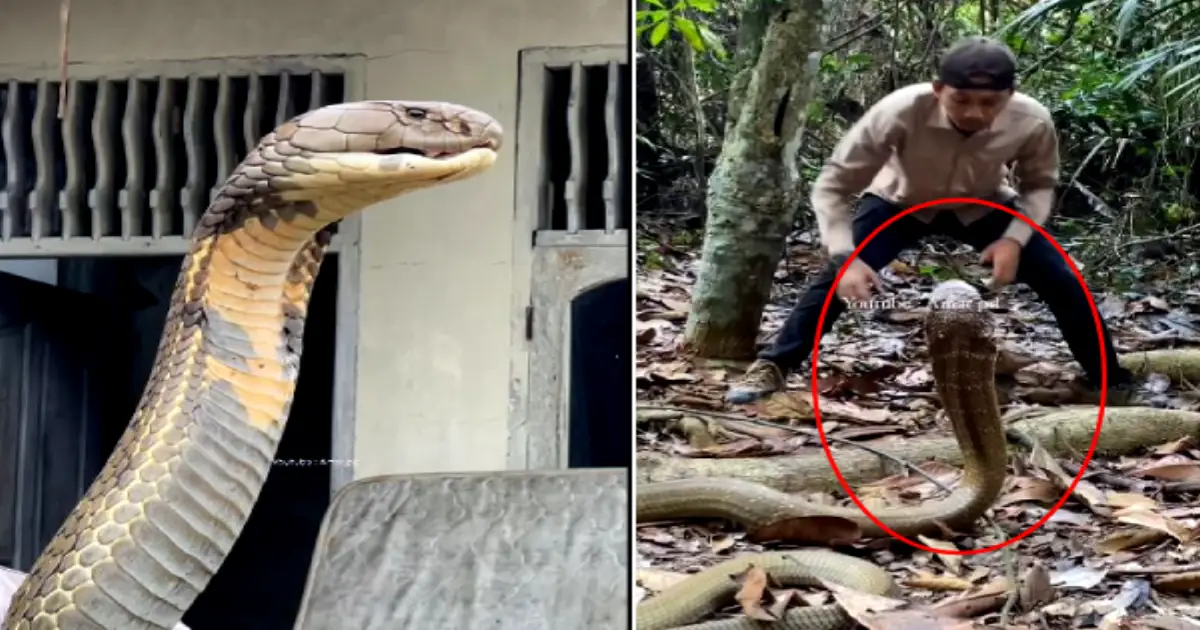 king-cobra-attack-video-viral