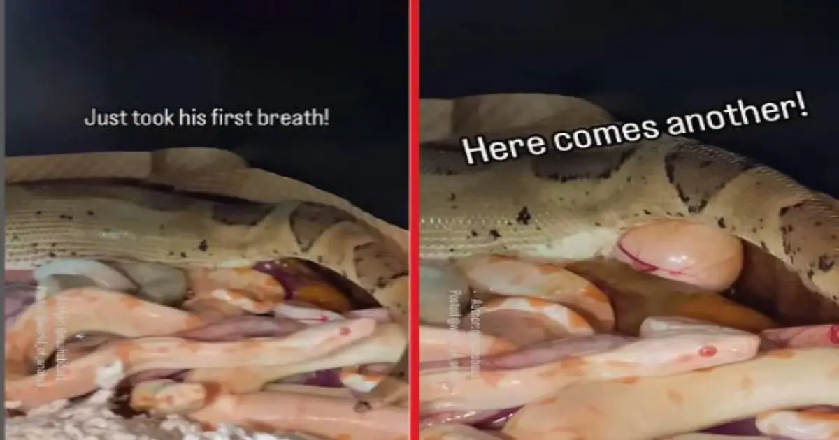 boa-constrictor-snake-birth-video