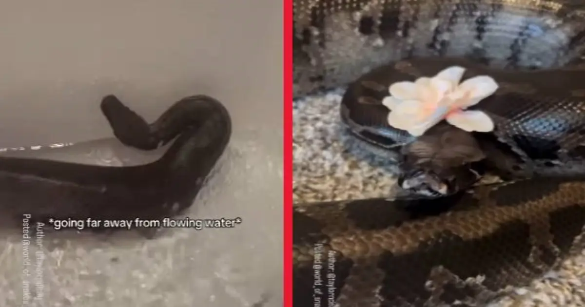 Video : செல்லப்பிராணியாக குட்டை வால் மலைப்பாம்பை குளிப்பாட்டி பூ வைத்த நபர்!  இணையத்தில் வைரலாகும் காணொளி...