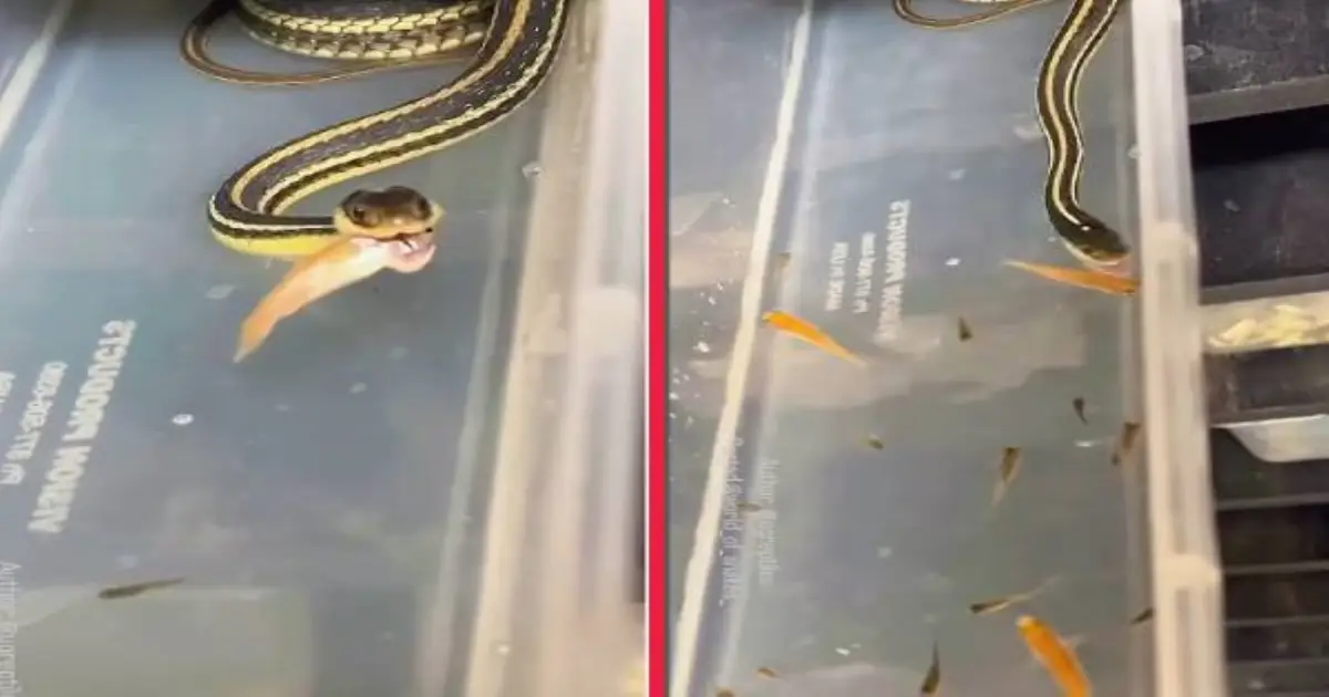 ribbon-snake-hunting-viral-video