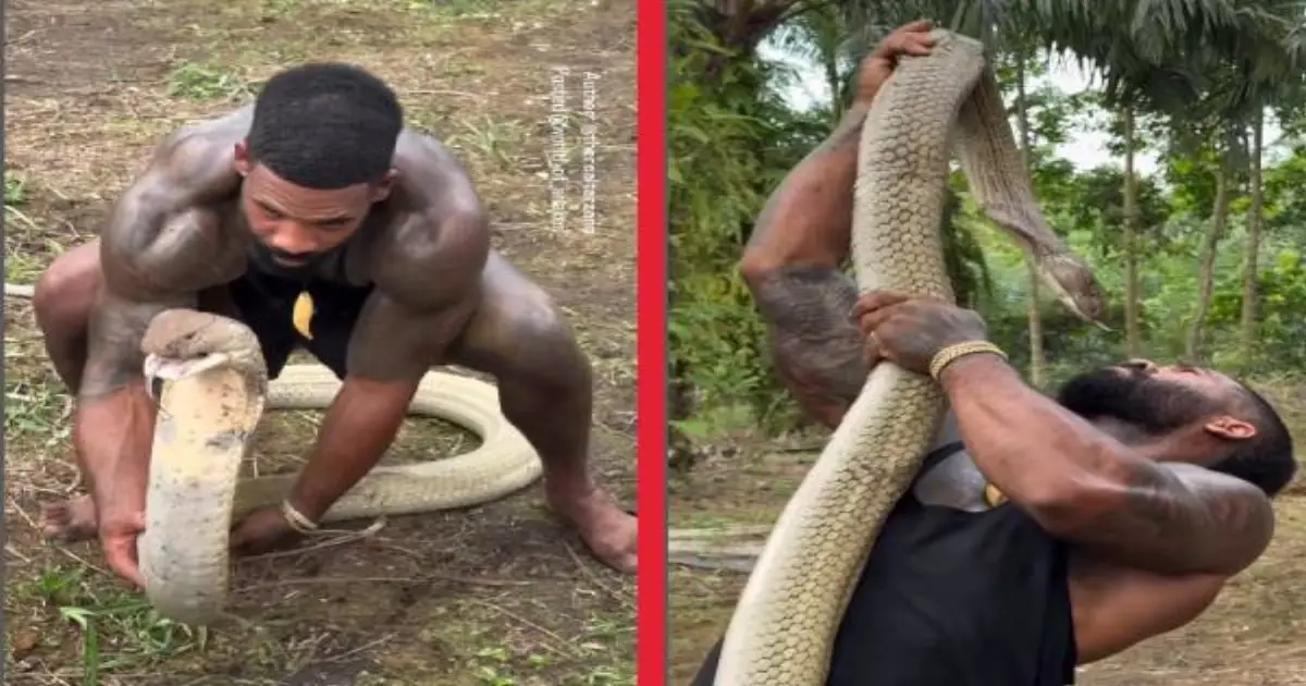 viral-king-cobra-video-incident