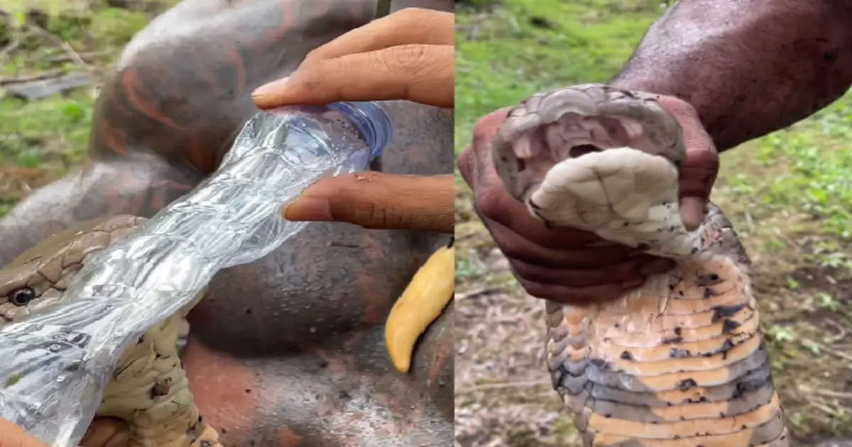 king-cobra-venom-video-viral