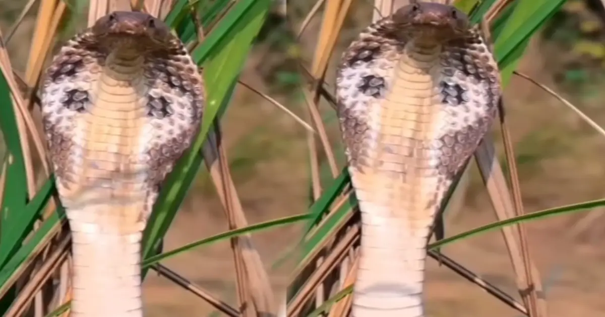 king-cobra-standing-photo-viral