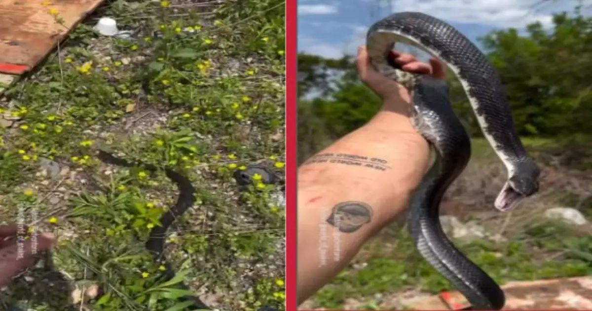 black-ratsnake-chase-viral-video