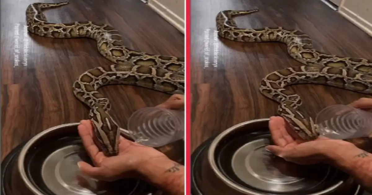 burmese-python-drinking-water-viral-video