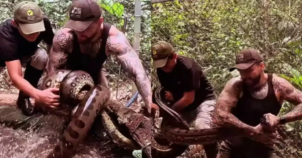 man-lifts-anaconda-barehands-viral-video
