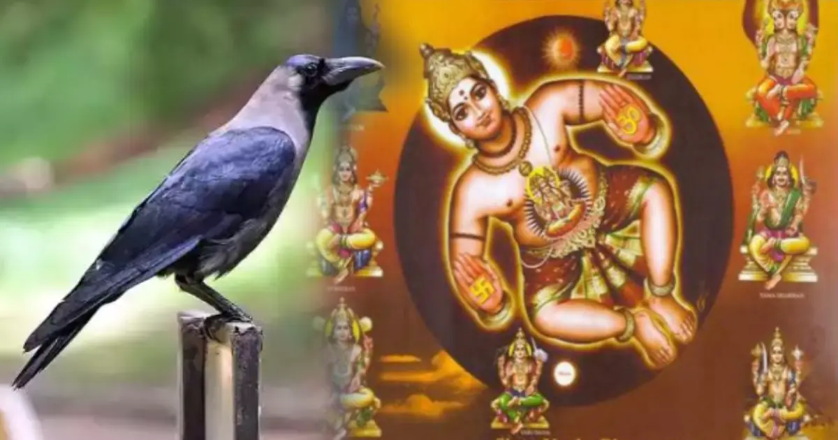 crow-indications-in-house-vaastu-meaning
