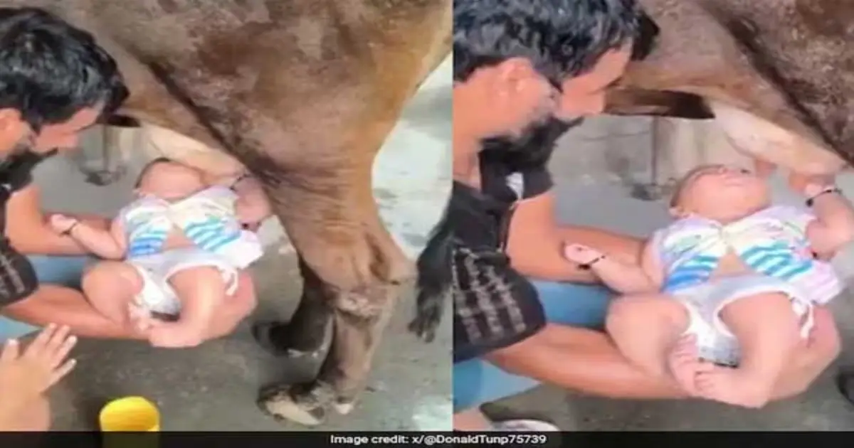 baby-drinks-raw-cow-milk-kurnool-viral-video