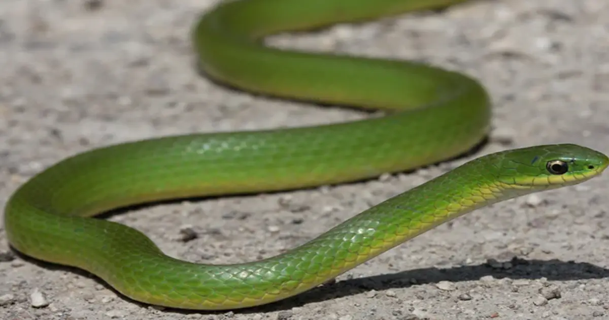 rare-snake-yawning-video