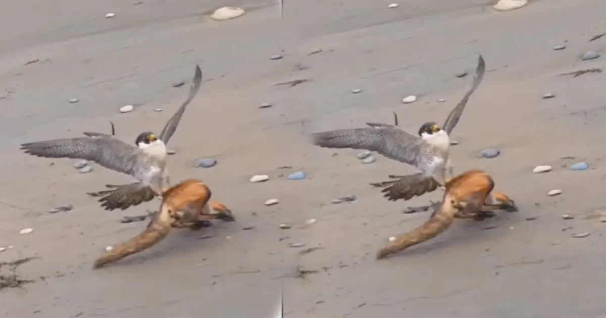 eagle-chasing-fox-viral-video