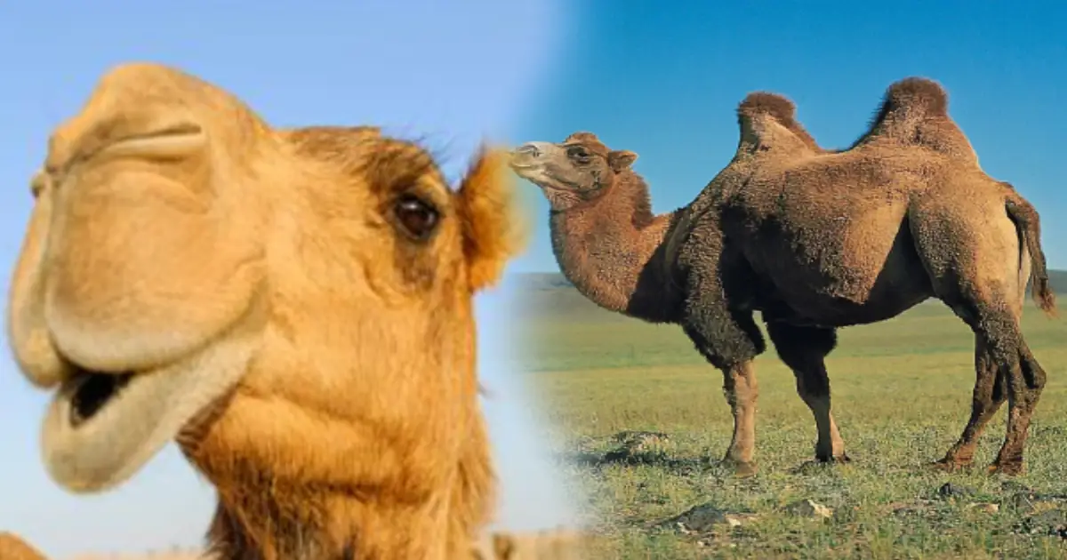 camel-survival-myths-and-facts