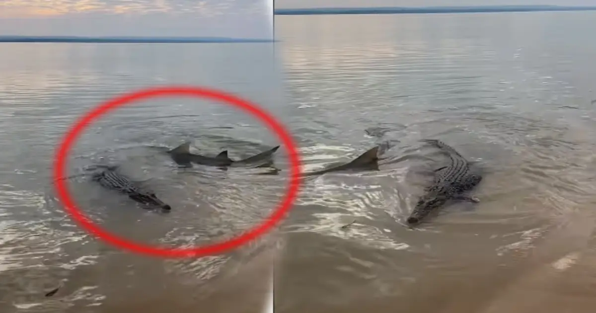 shark-circles-crocodile-seashore-video