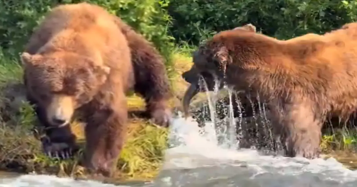 bear-catches-fish-instantly