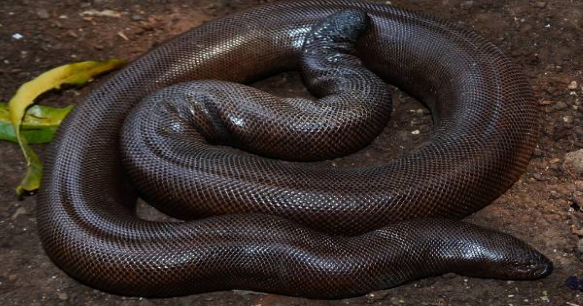 red-sand-boa-illegal-trade