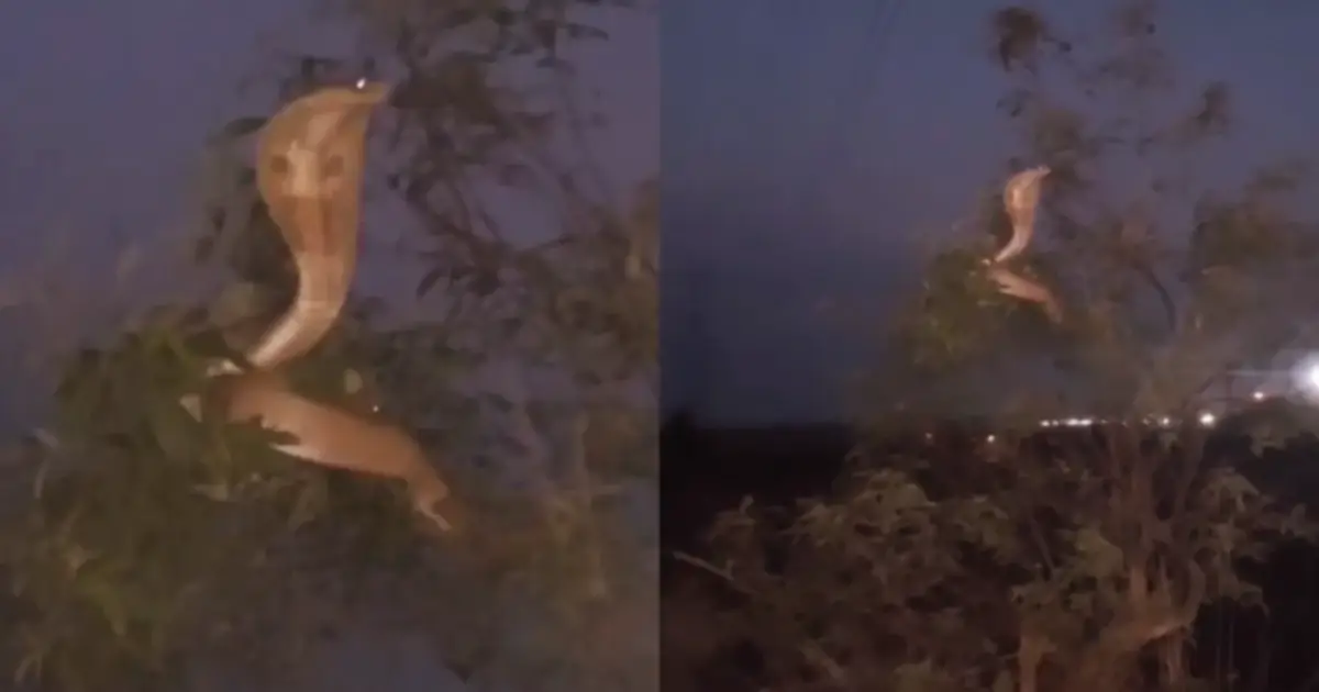 ichadhaari-naagini-tree-snake-viral-video