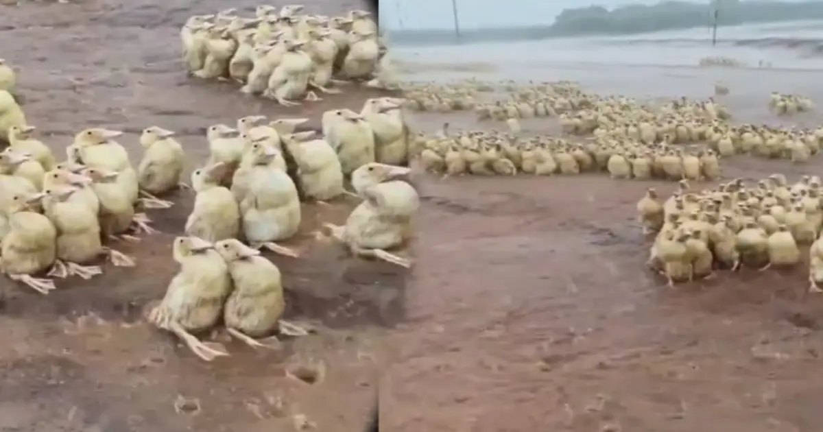 ducks-drenched-in-rain-viral-video