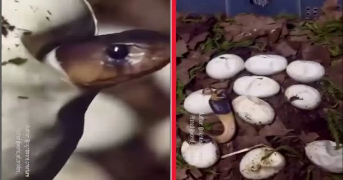 rare-cobra-hatchling-video-viral