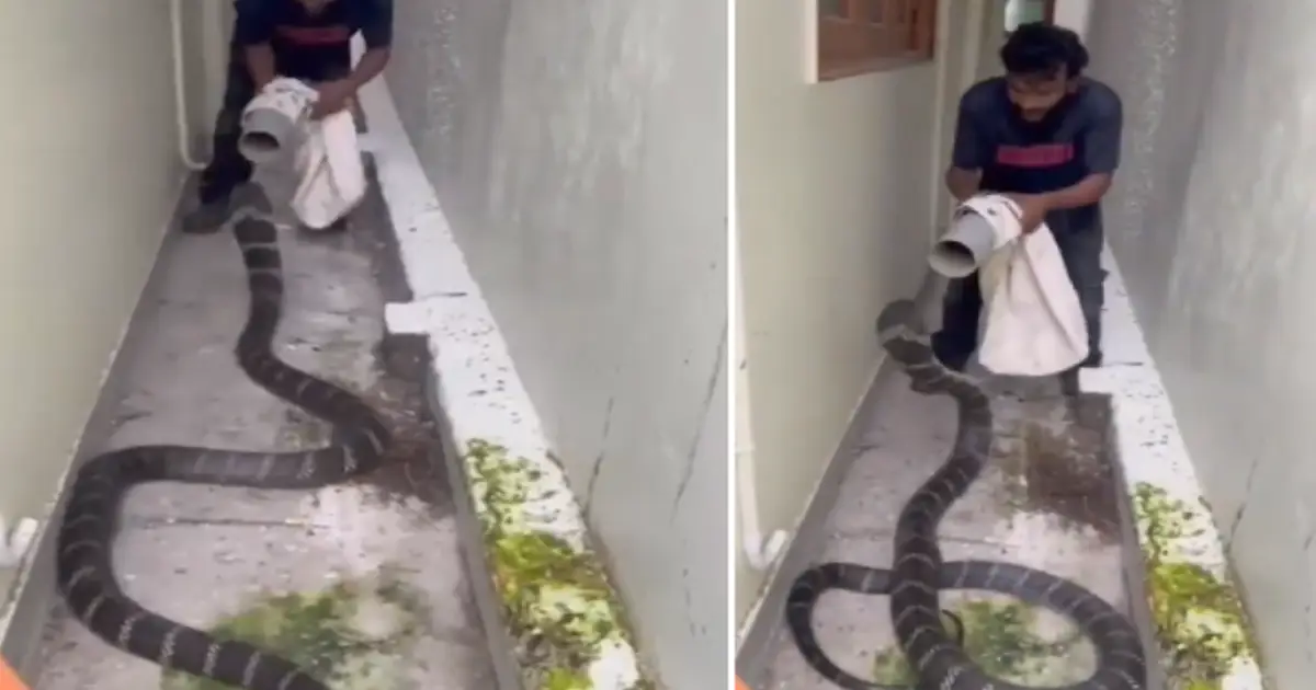 viral-king-cobra-video