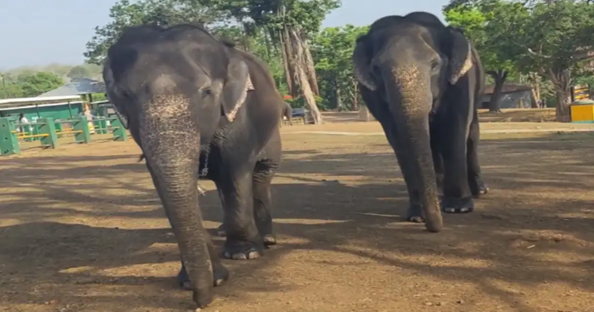 inseparable-elephant-friendship-55-years