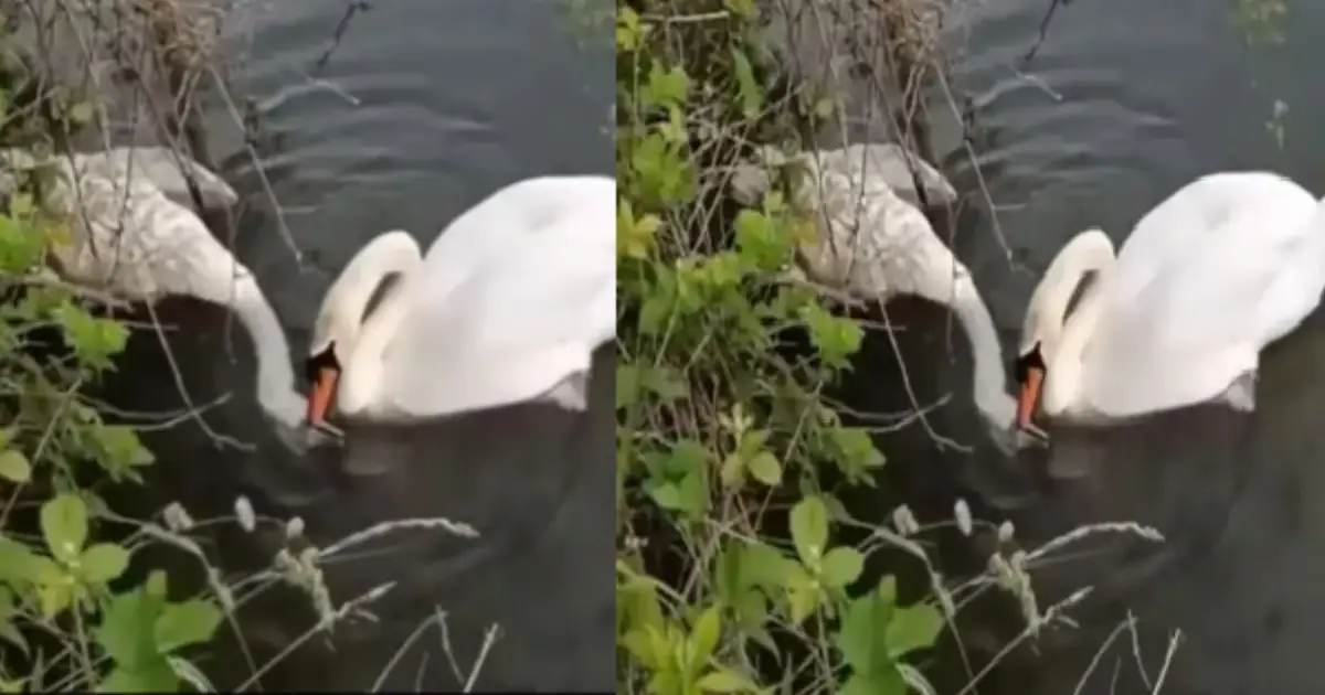 swan-tries-to-revive-its-partner-viral-video