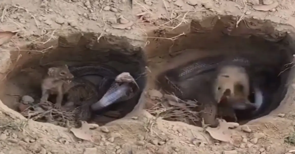 mongoose-hunts-snake-viral-video