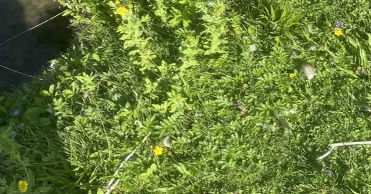 hidden-frog-optical-illusion