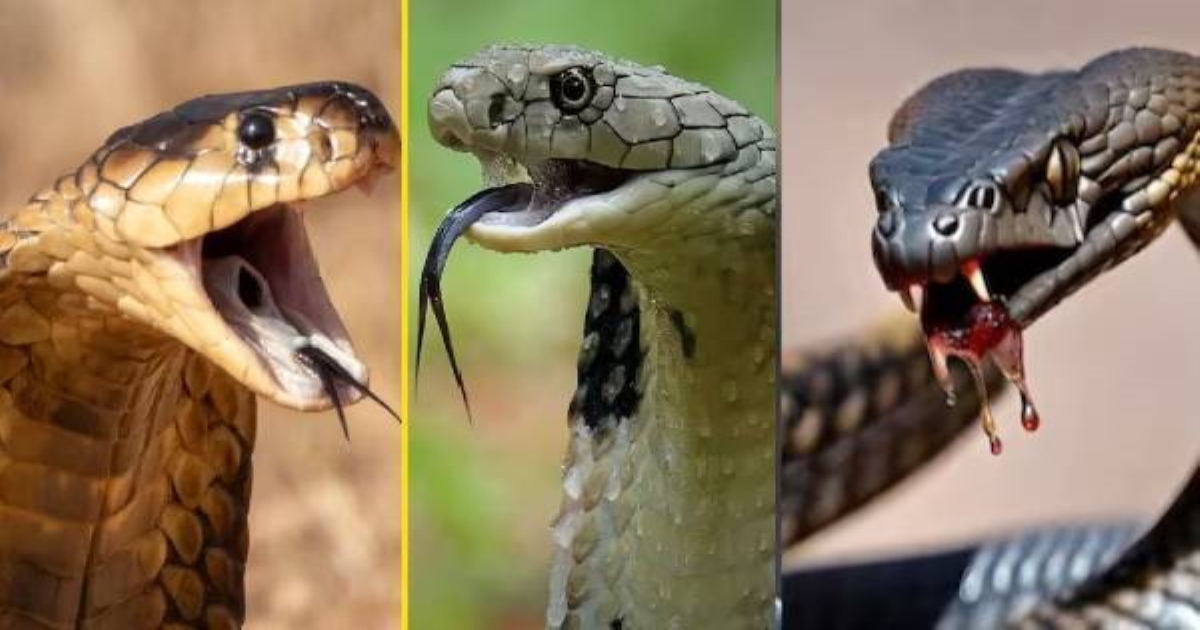 snake-bite-herbal-remedy