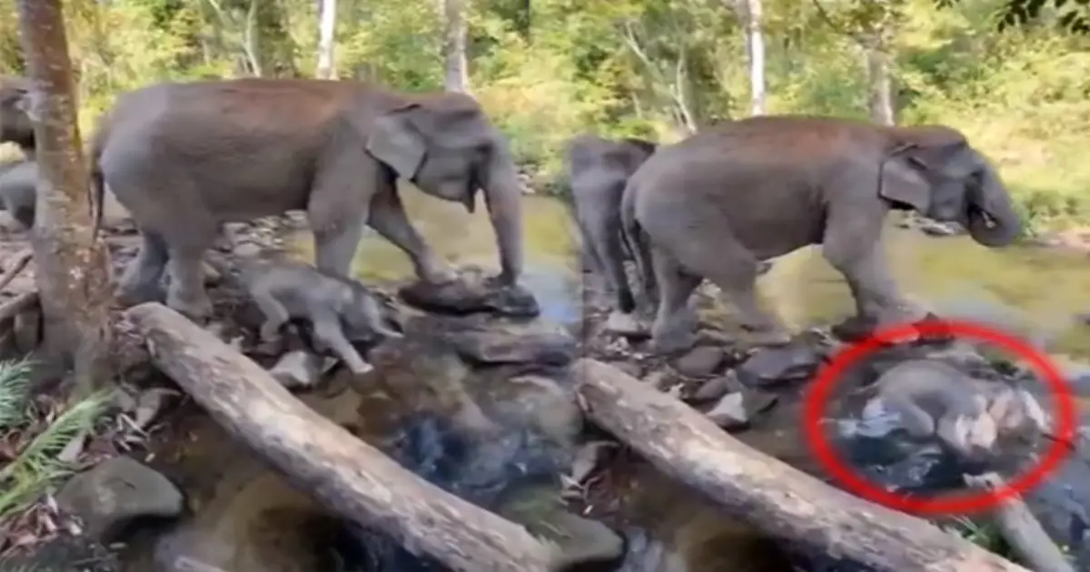baby-elephant-water-play-viral-video