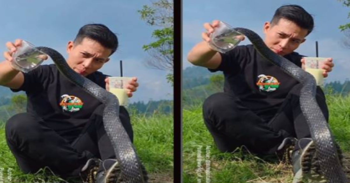 man-gives-water-to-king-cobra-video