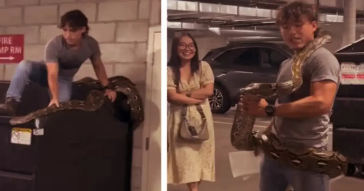 giant-snake-caught-parking-area