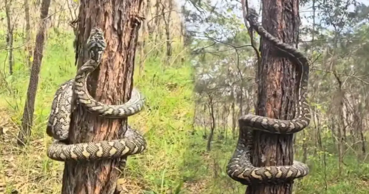 giant-snake-tree-climb-viral-video