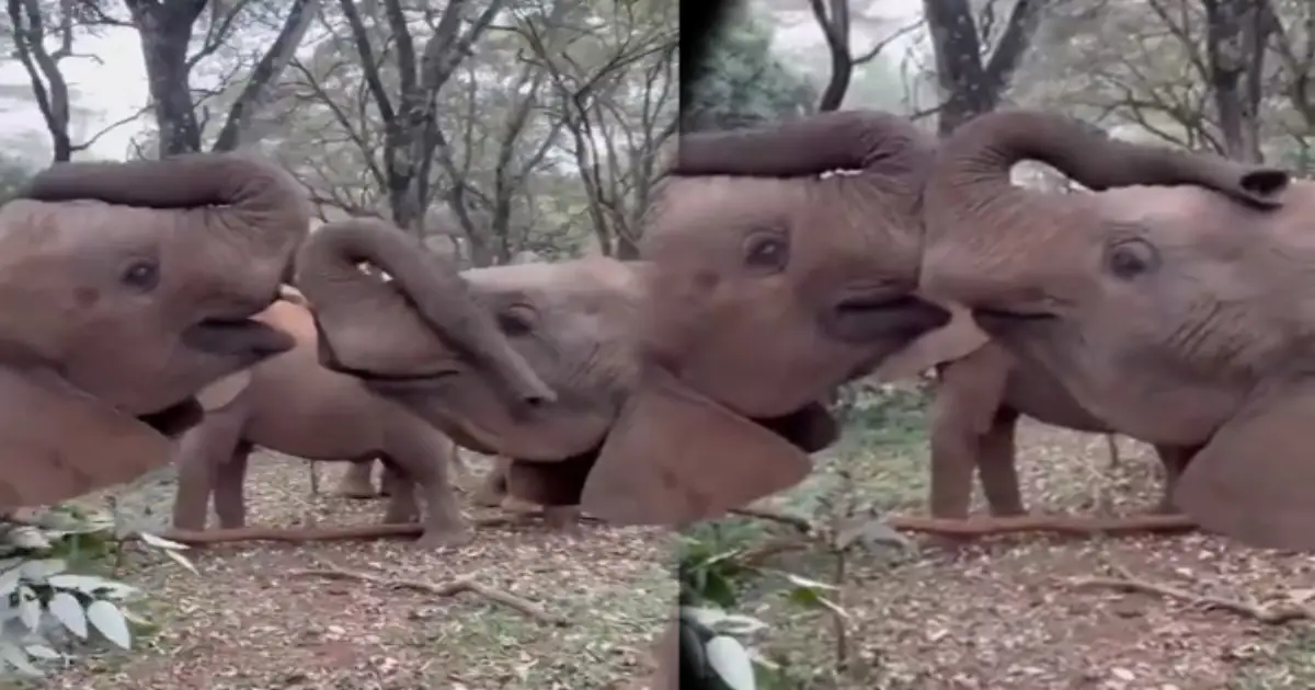 elephants-love-scene-viral