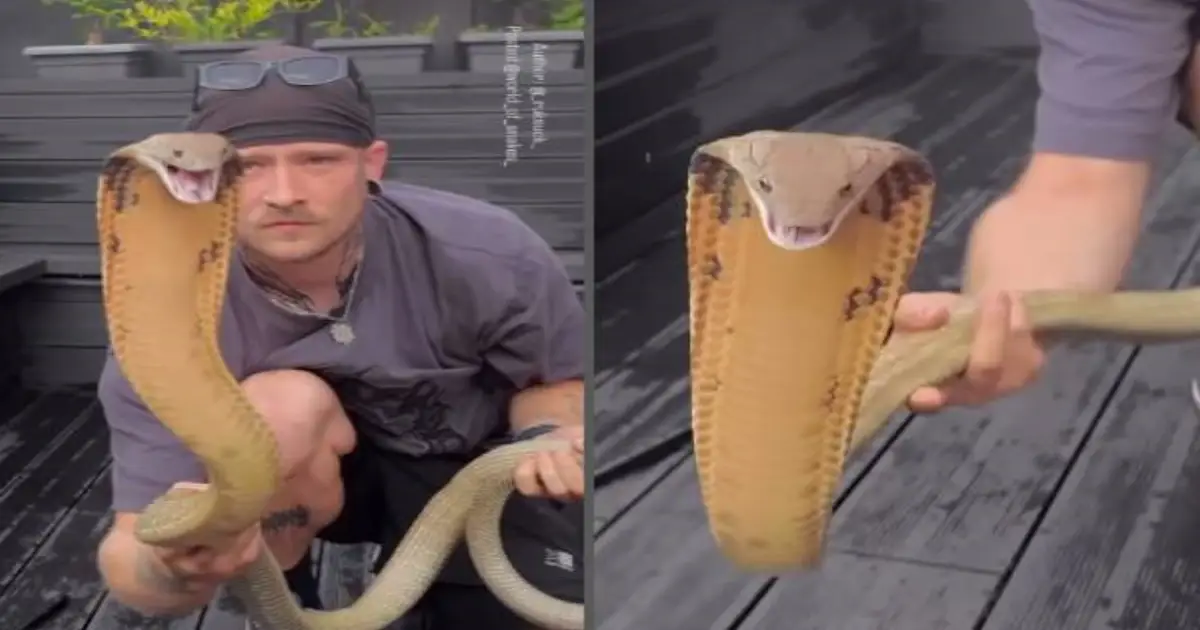 man-handles-king-cobra-fearlessly