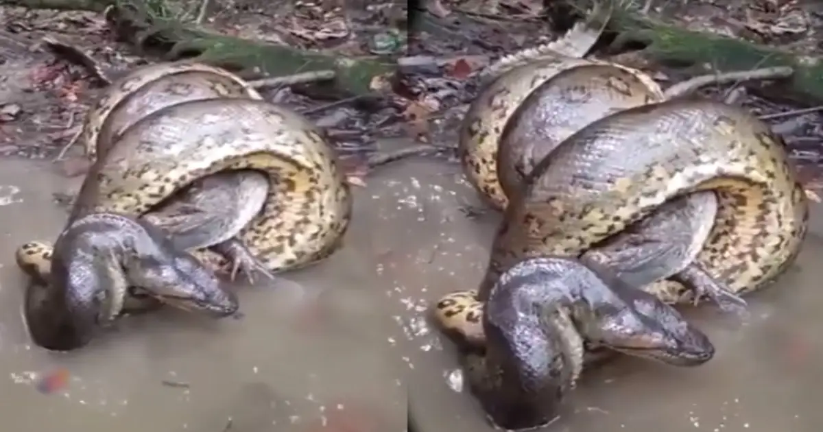 giant-anaconda-crocodile-attack